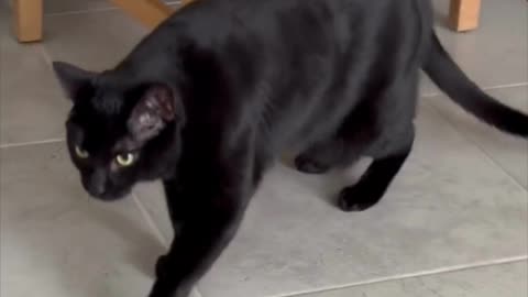 Adopting a Cat from a Shelter Vlog - Cute Precious Piper is a Quality Control Inspector #shorts