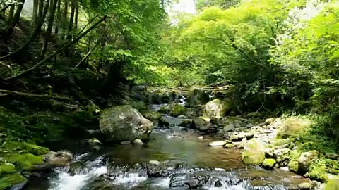 Landscape of clear stream stock video...