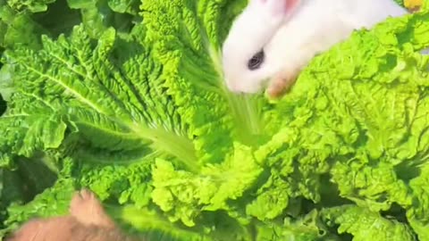 Funny Video