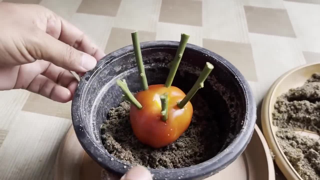 How To Grow Lemon Tree Small Cuttings In A Tomato