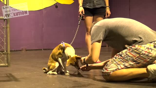 Dog Training 101: How to train ANY DOG the Basics