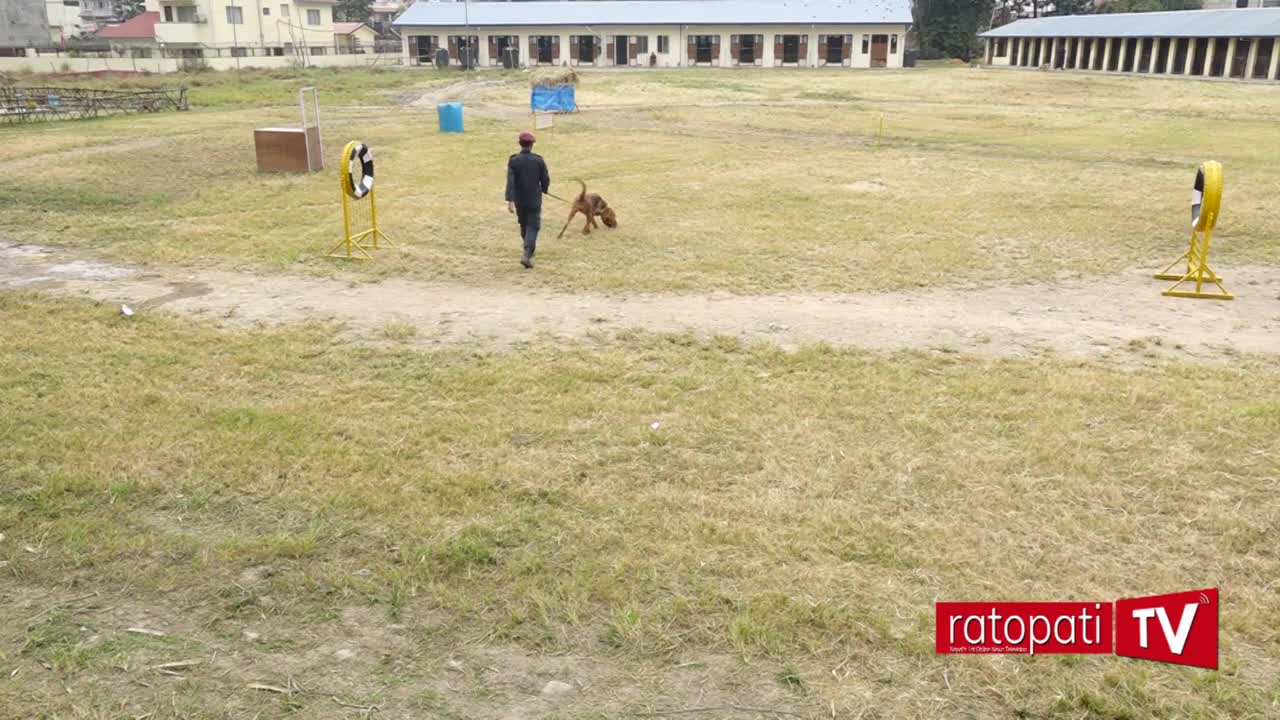 Nepal police Dog # jolly