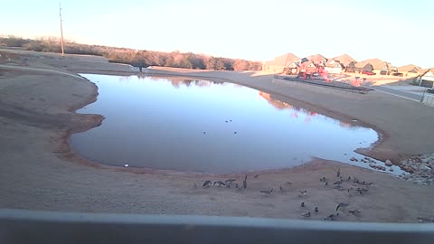 The Pond