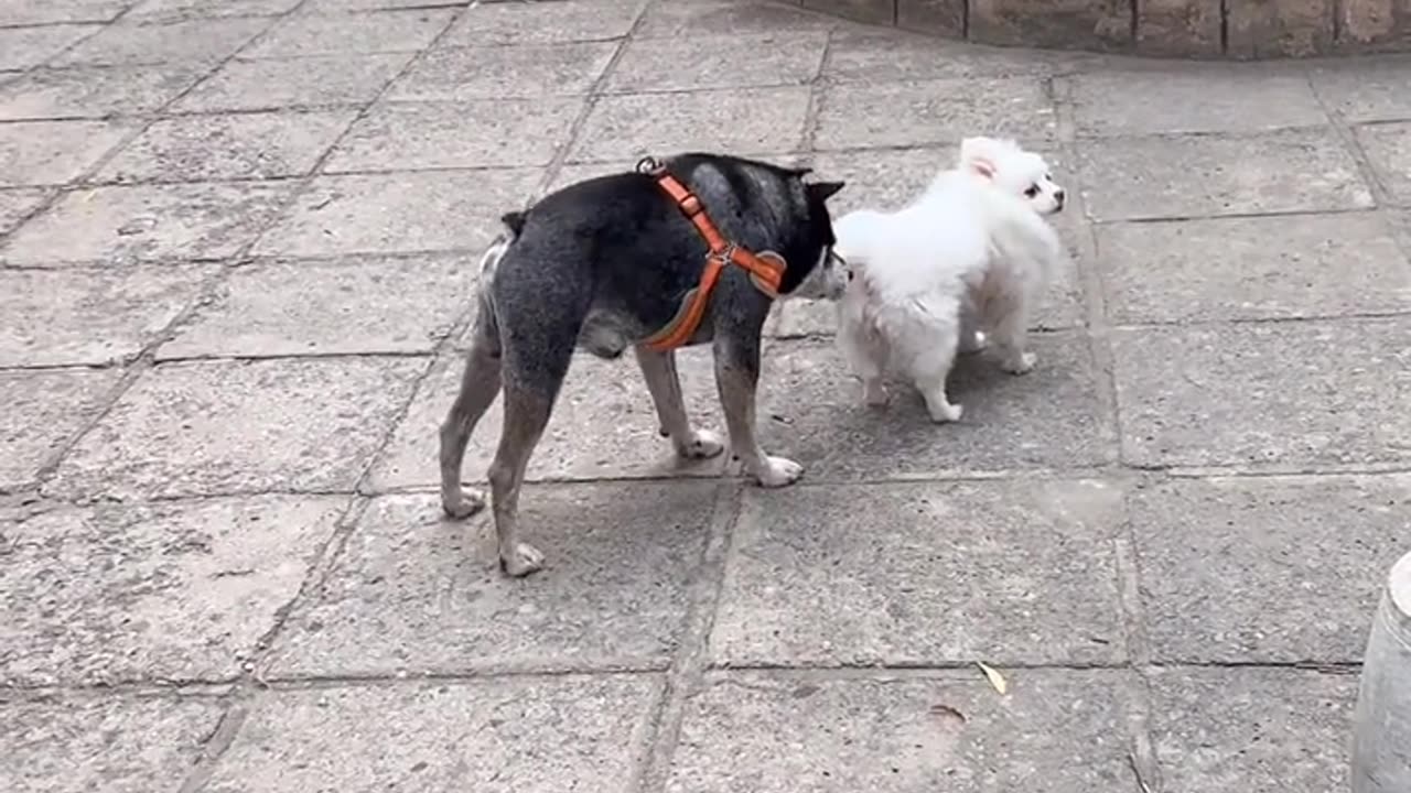 Super funny dog