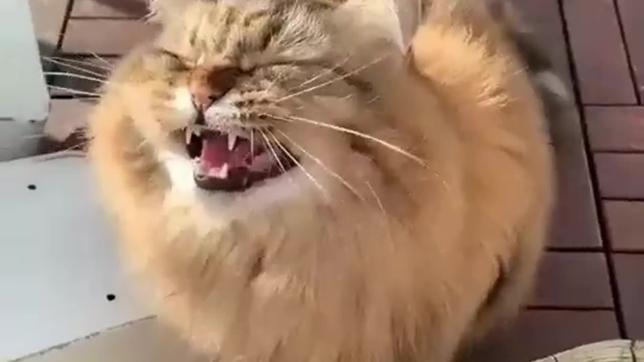 Funny cat video