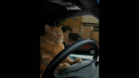 Cat driving gif video