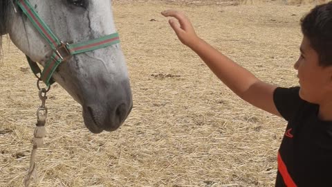 Anis and Hamza Yamsni, a white horse, horse breeding center, Tiaret, Algeria