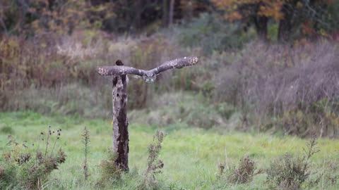 Slow motion great horned owl flying at Canadian Raptor Conservancy #2