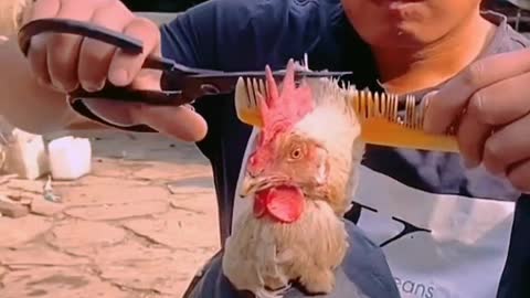 Animal Hair Cutting | Funny | Videos | 2021