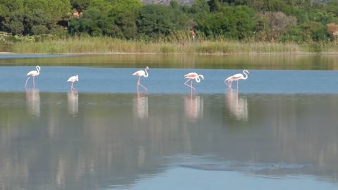 Pink Flamingos