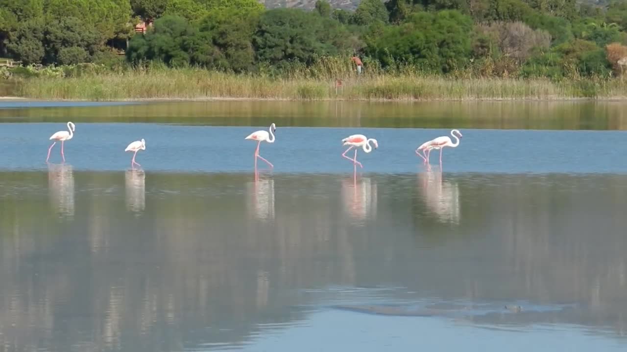 Pink Flamingos