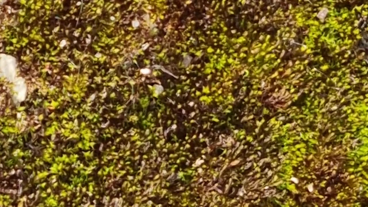 Moss On A Path In North Wales.