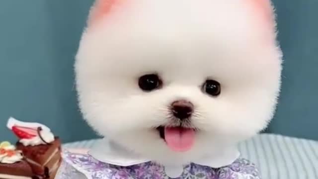 Appreciation of the best cute pets in 2022