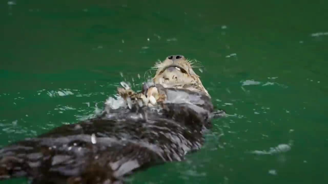 Whispers of the River: Intimate Moments with Curious Otters