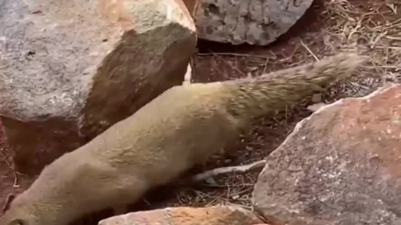 Yellow Mongoose vs Cape Cobra