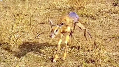 wildlife animal deer deliveries