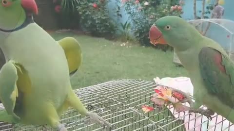 My Parrots talking