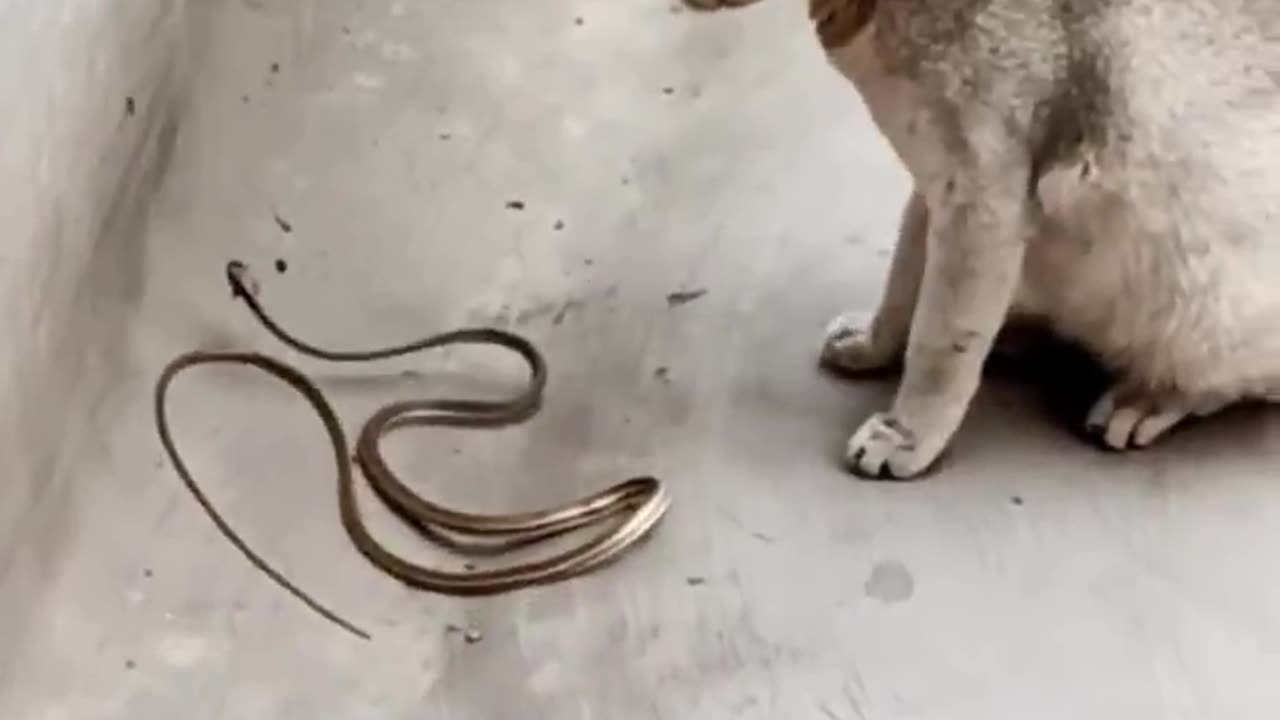 Cat vs snake fight.The snake puts a noose around the cat's neck