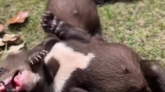 amazing#baby