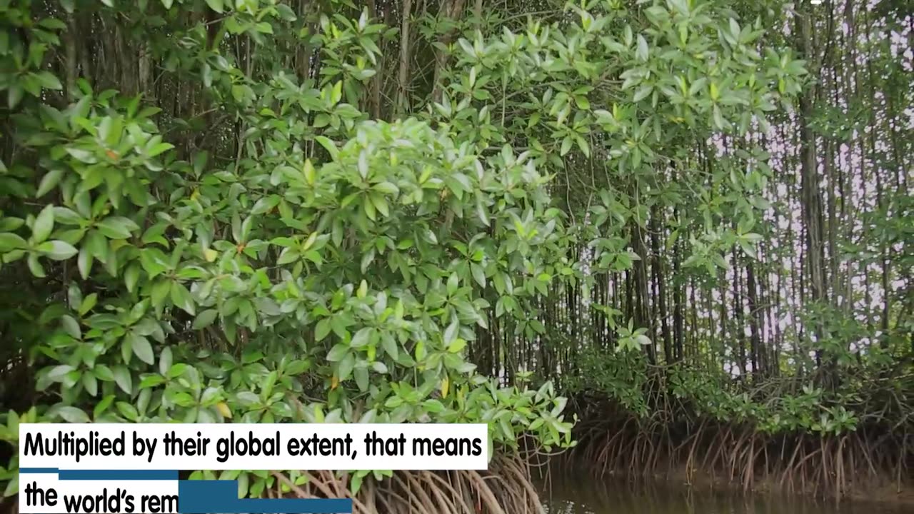 Ca Mau, Mangrove Promotional -- DFCD