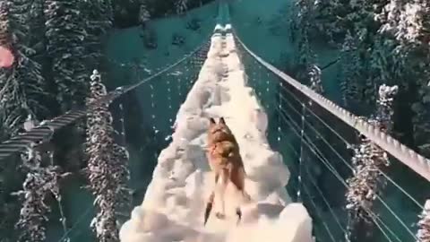 Cute dogs in range of lakes vary nice dog 🐕