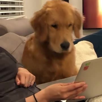 cutepupclipss Wait what?🐶😨