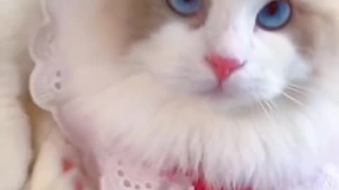 Aww cute cat videos funny Tiktok Cat Meow