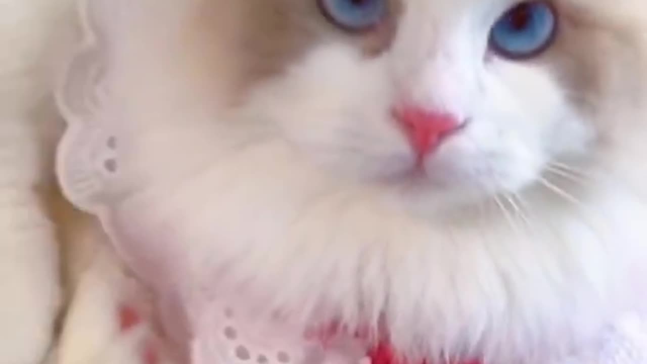 Aww cute cat videos funny Tiktok Cat Meow