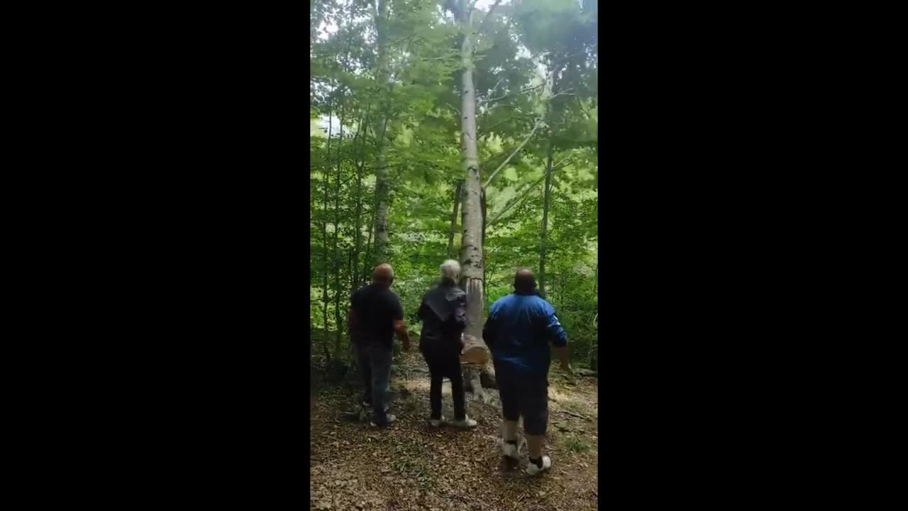 Falling tree sends dude flying in the air #shorts