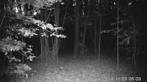 Deer