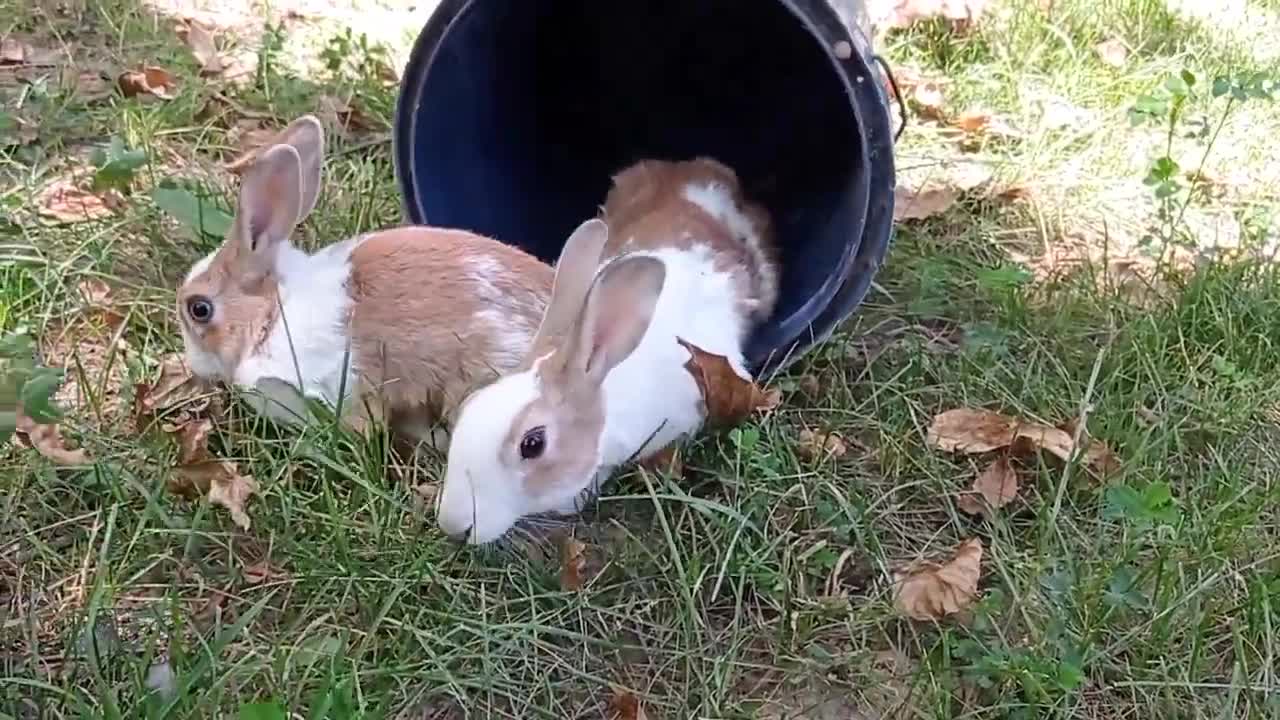 cute rabbit | cute animals video compilation | baby bunny-7