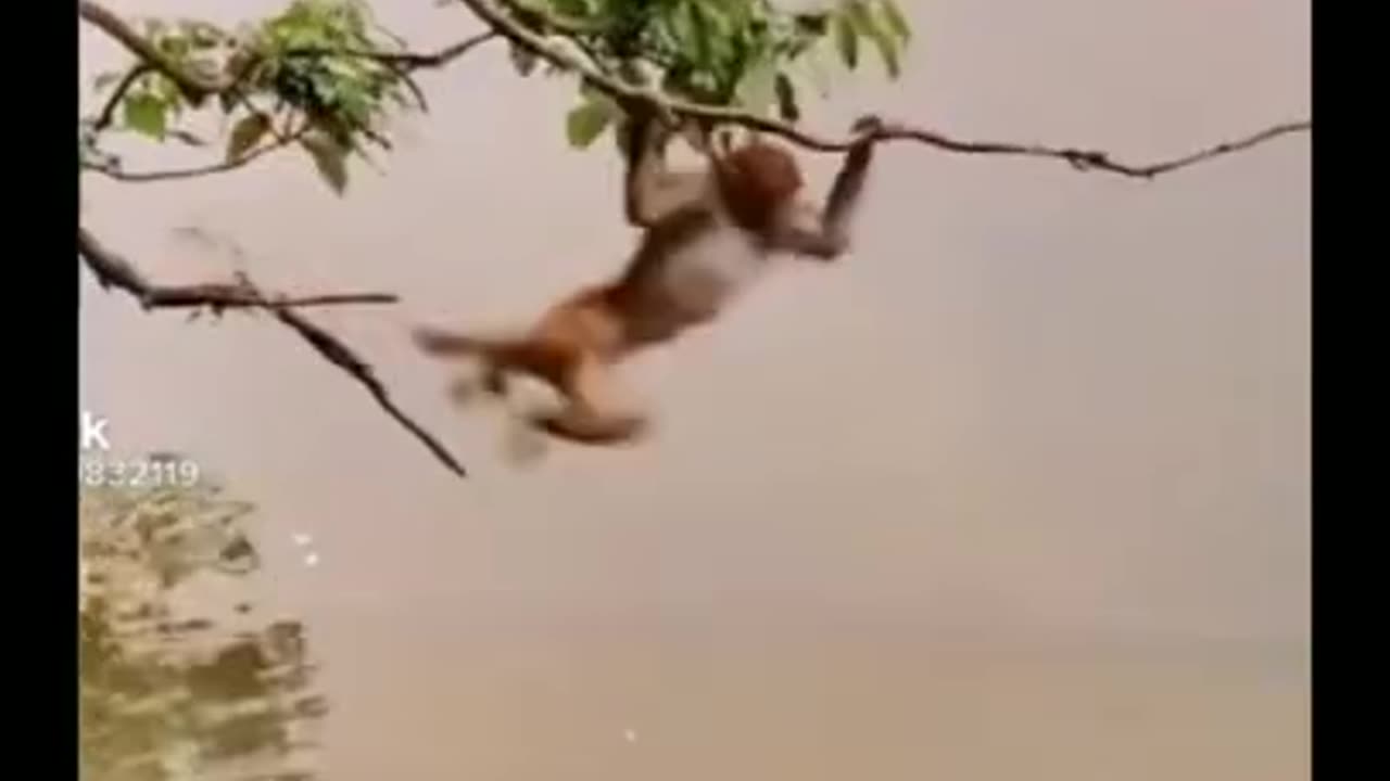 🤣monkey vs tiger funny video 🐒🙊💥🤣#short