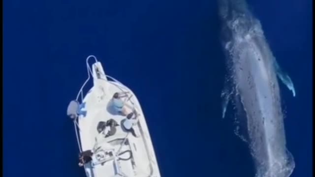 Rare Moments of Blue Whales in Indonesian Labuan Bajo Waters Caught by Drone Cameras