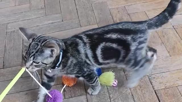 Cat plays with a jingly toy