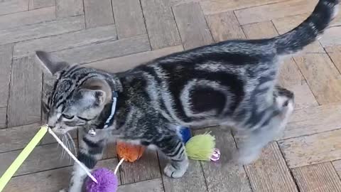 Cat plays with a jingly toy