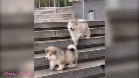 Cute And Funny Alaskan Dogs Video