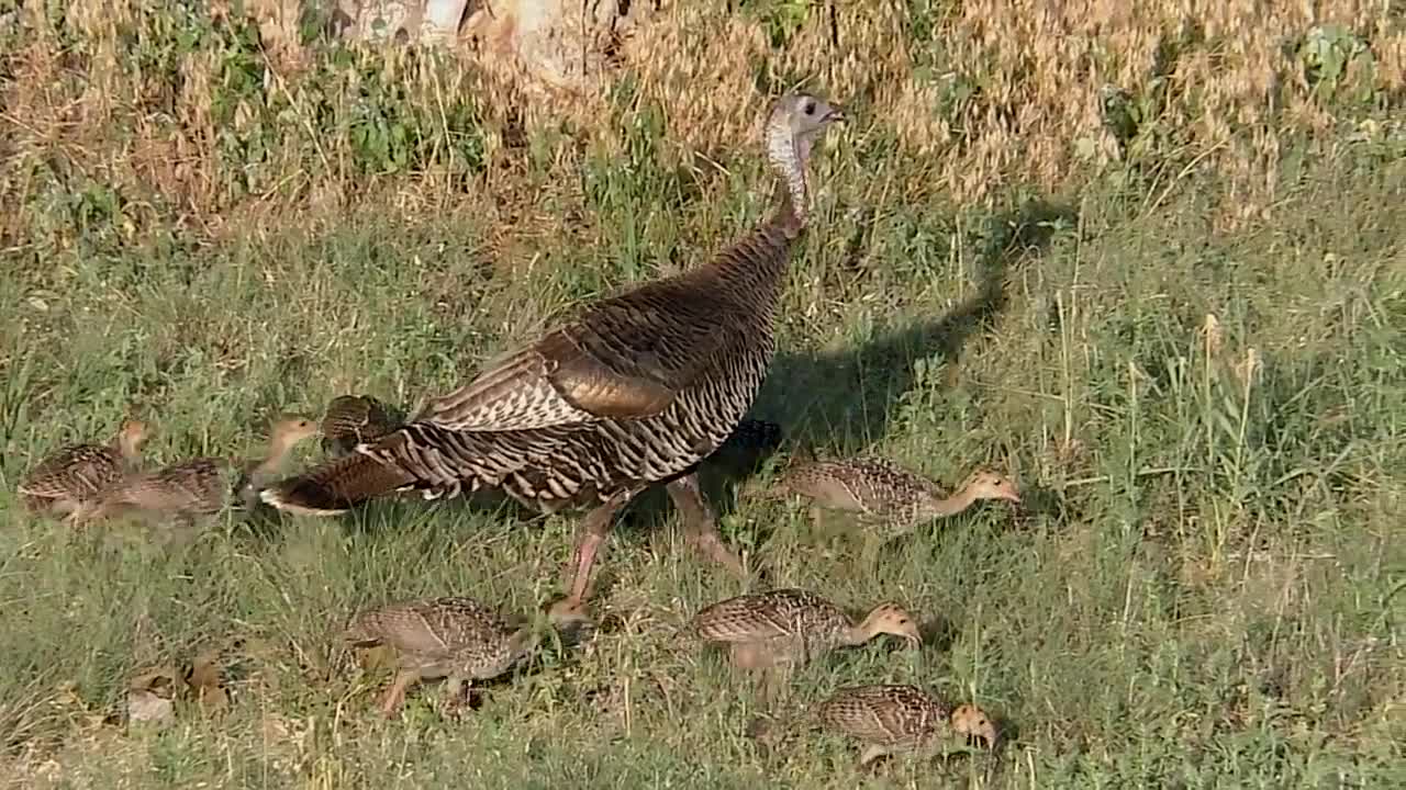 Turkey Poults Roosting mbo blog