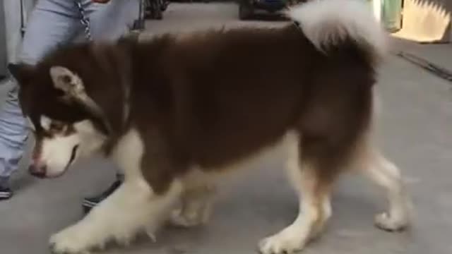 The 16 month old Alaskan dog has a very beautiful brownish chocolate coat