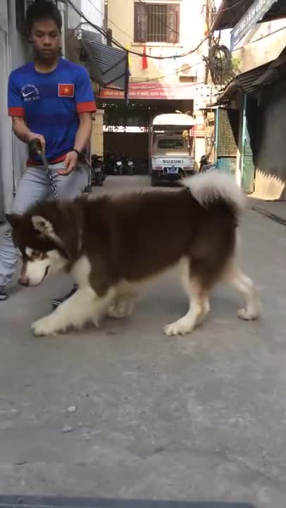 The 16 month old Alaskan dog has a very beautiful brownish chocolate coat