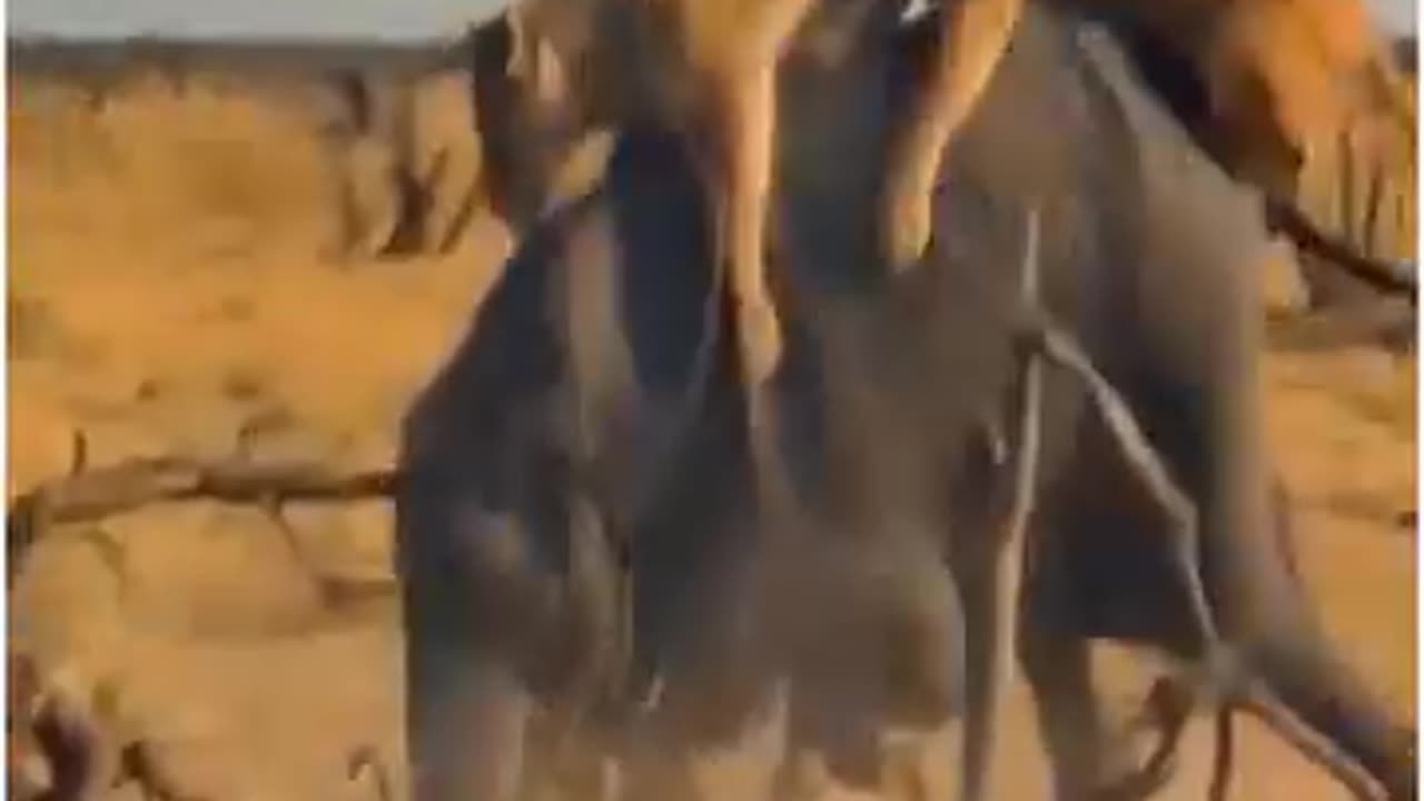 Angry Buffalo Attack Very Hard Wild Animals Attack 2023
