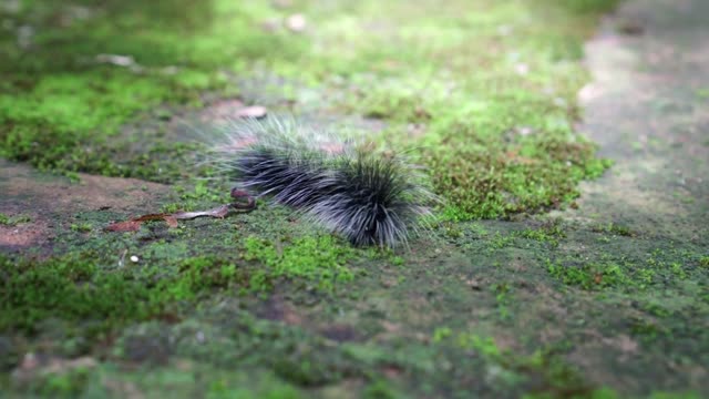 Black hairy caterpillar crawling in humid forest, itchy insect