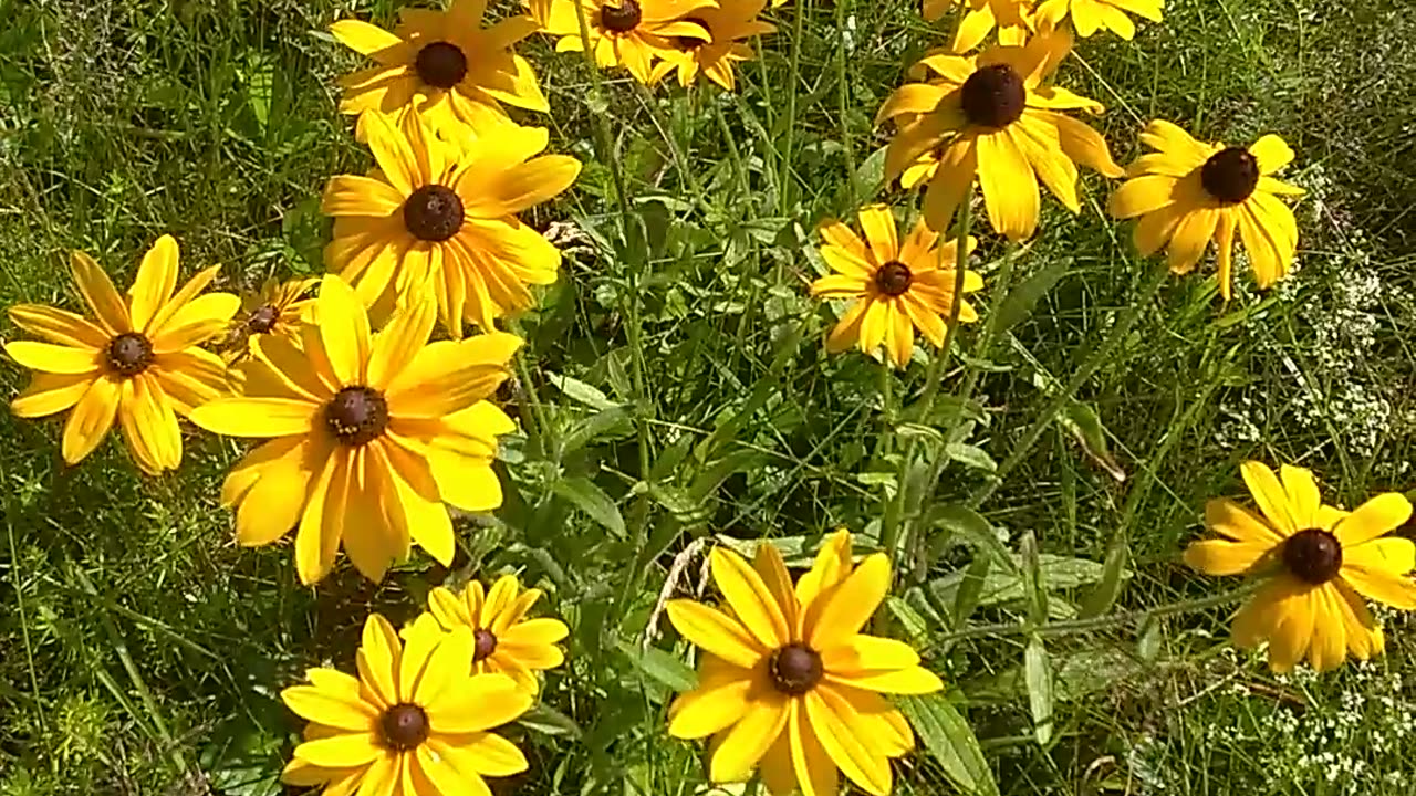 Black-eyed Susans