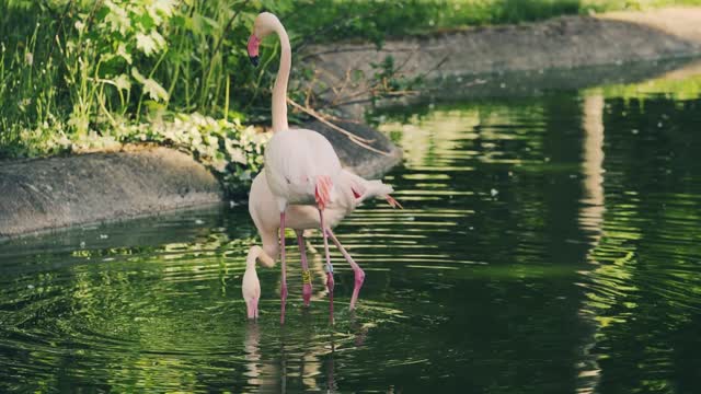 See the most beautiful bird animal in the world