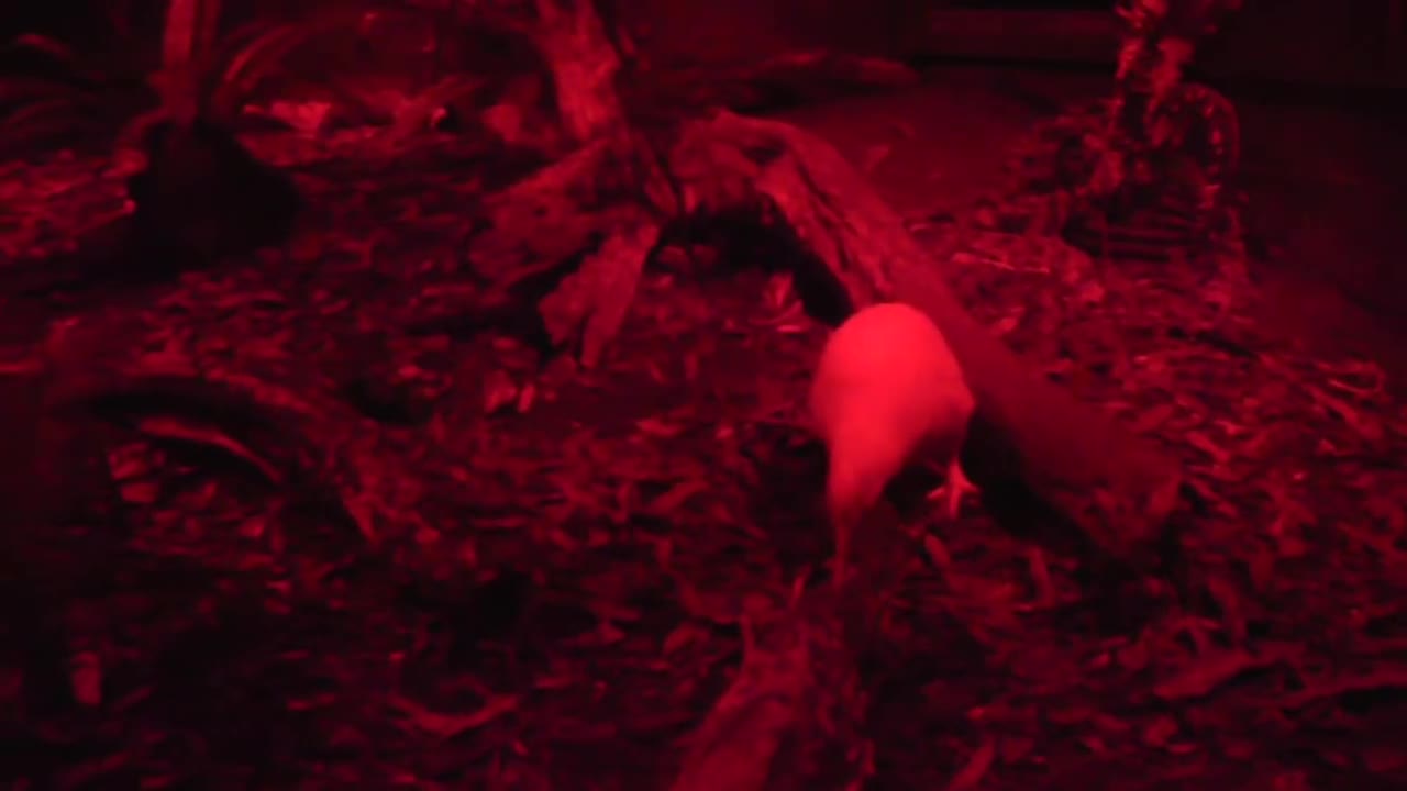 Cute New Zealand Rare White Kiwi's Playing