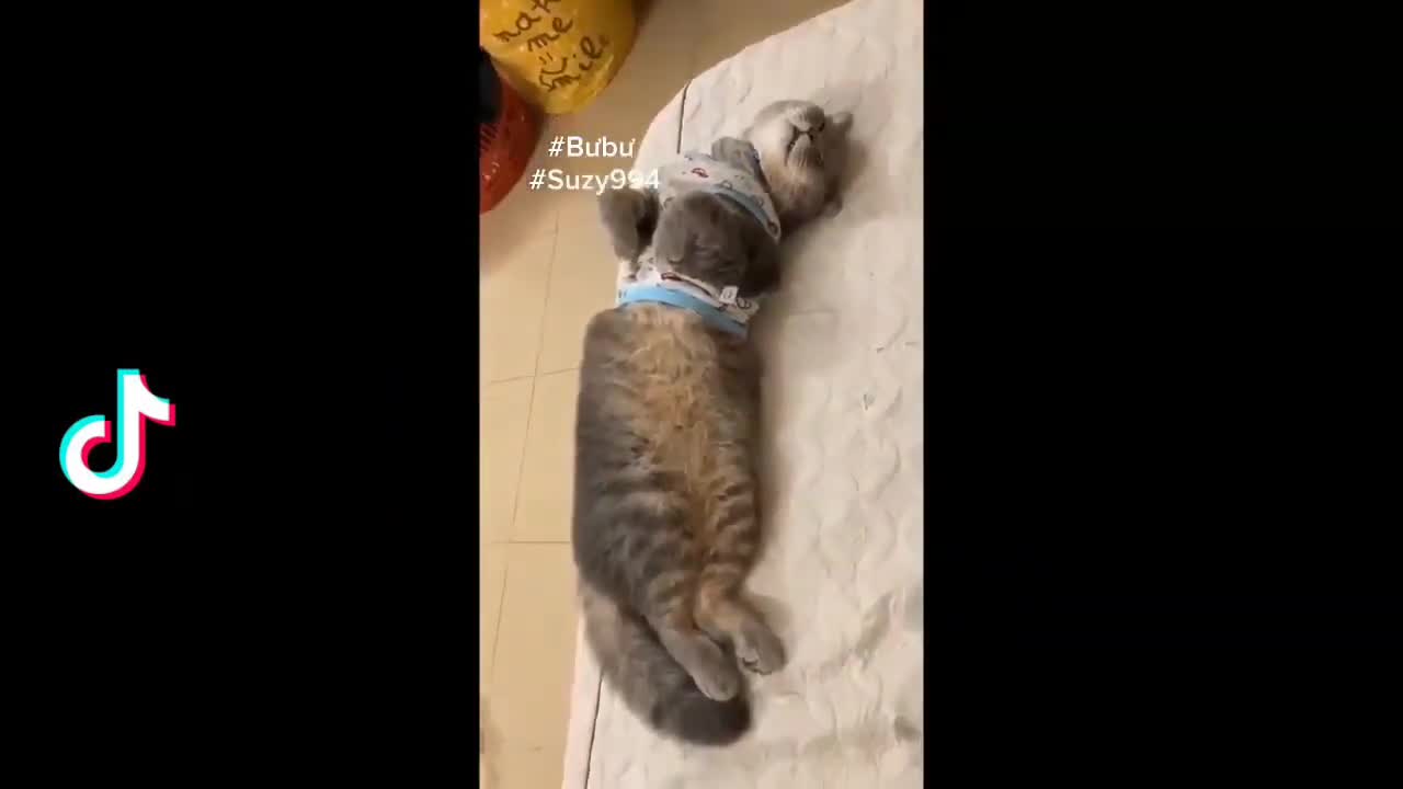 Funny and Crazy Pets Videos🐶🐱