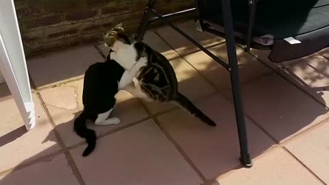 Cat Fight Compilation Video