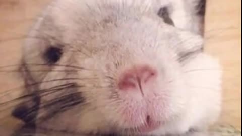 Laugh Out Loud: The Funniest Pet Videos Ever!
