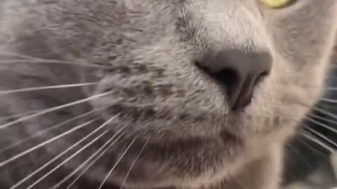 Feline Grooving 😁