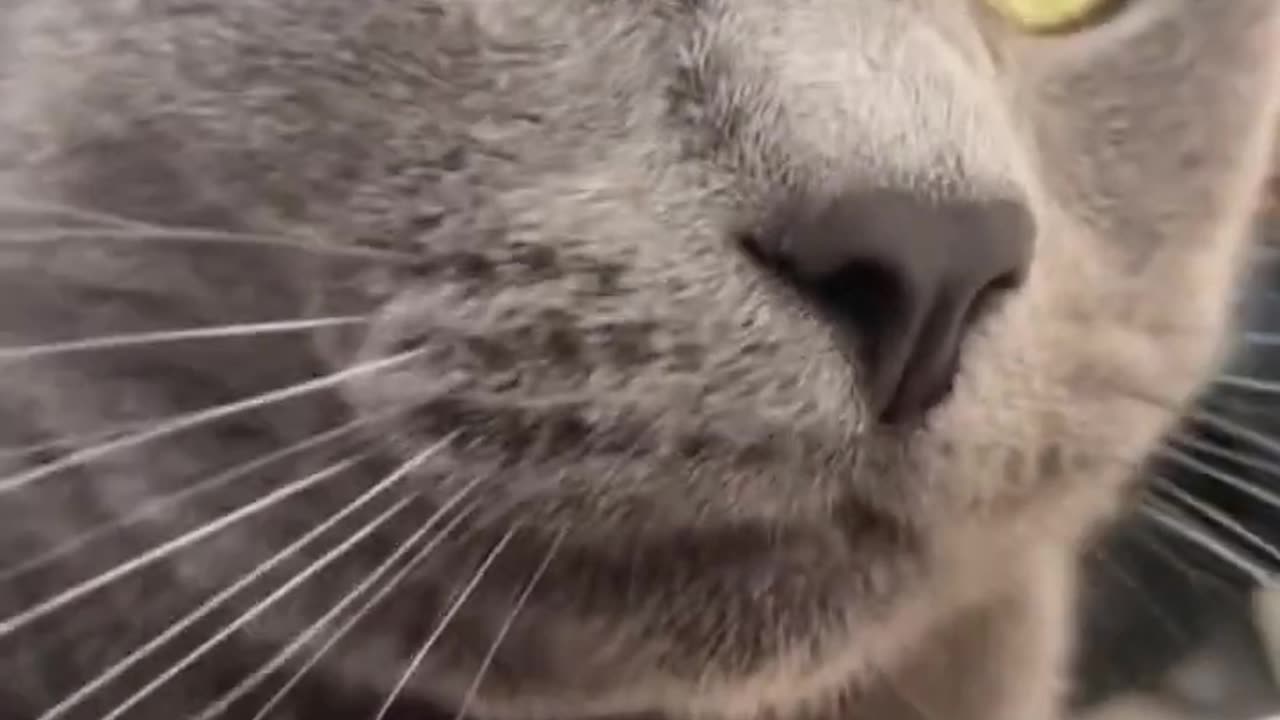 Feline Grooving 😁