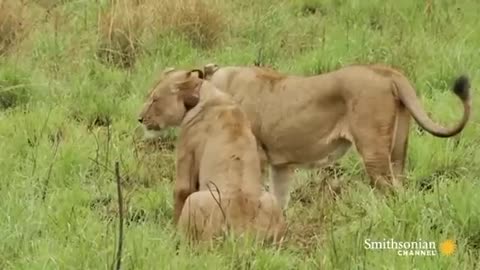 This Lion Couple Mates Over 100 Times a Day